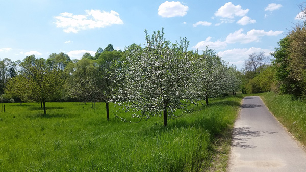 Blühende Bäume am Radweg Eberswalde nach Prenzlau