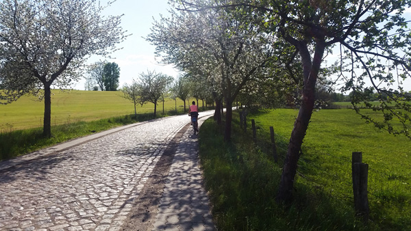 Pflastersteinweg mit blühenden Bäumen auf dem Radweg von Eberswalde nach Prenzlau