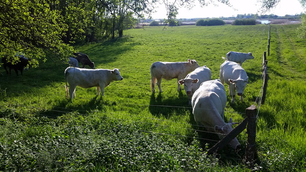 weiße Kühe am Radweg nach Prenzlau
