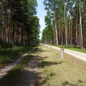 Strecke zum Gurkenradweg durch den Wald